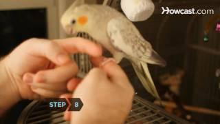 How to Hand Train a Bird