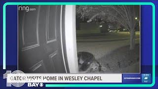 Video: Large gator walks up to Wesley Chapel home in middle of the night