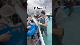 방어맨손잡기  최강패밀리가 접수한다 | 제주방어축제 모슬포 최남단방어축제