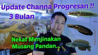 Update ‼️ Progresan Channa 3 - 4 Bulan ... Mencoba Menjinakan Muspan 