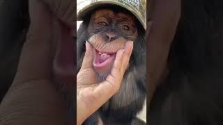 Funny monkey