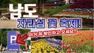 가평 자라섬 방문시 반드시 주차장 확인해야됩니다! 처음이면 100% 고생합니다 [자라섬 꽃축제 페스타]