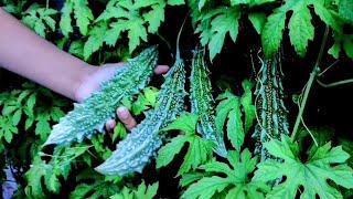 How To Grow Bitter Gourd From Seeds - A Complete Guide For Growing Karela