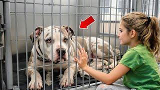 SICK PIT BULL WAS ABOUT TO BE PUT DOWN, THEN A GIRL APPROACHES HIM AND DOES SOMETHING...