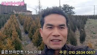 골든브라반트 폭탄세일