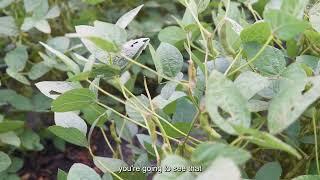 Soybean Advantage with XiteBio® SoyRhizo®