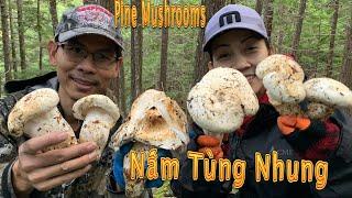 Ngày Đầu Tiên Đi Hái Nấm Tùng Nhung Gặp Được Nhiều Nấm Khủng | Matsutake Mushrooms