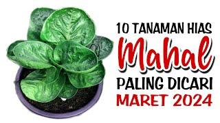 10 Tanaman Hias Mahal Paling Dicari di Bulan Maret 2024