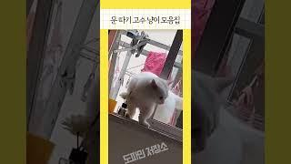 문따는 고양이 모음  #funny #기분좋아지는영상#고양이영상