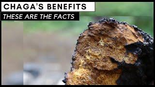 Understand Chaga's Benefits in 5 Minutes (Inonotus obliquus)