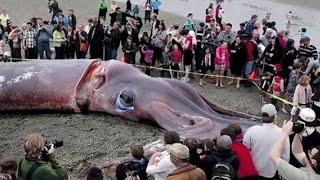 대왕 오징어가 고래와 싸우는 놀라운 방법