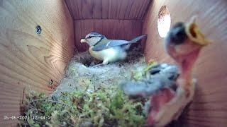 25th May 2021 - What to say? - Blue tit nest box live camera highlights
