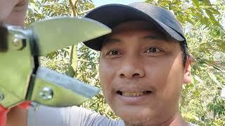 PRUNING SEMAKIN MENYENANGKAN DENGAN GUNTING INI @bolangagromalang #kebundurian #pruning #durian