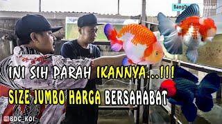 FARM IKAN MAS KOKI DARI TULUNGAGUNG HARGA BERSAHABAT