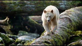 Great Bear Rainforest Official IMAX Trailer