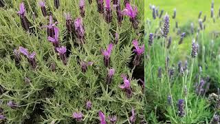 I love lavender - 我爱薰衣草