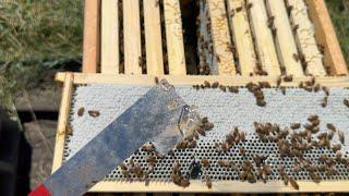 Sourwood?! - Building a Bee Business Vlog #55