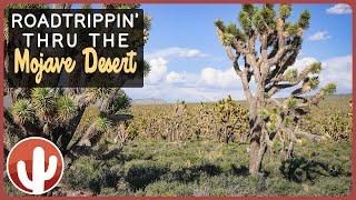 Discovering Hidden Gems in the MOJAVE DESERT | Desert Dreaming - A Road Trip Adventure