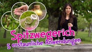 Die erstaunlichen Heilkräfte von Spitzwegerich  5 überraschende Anwendungen #wildkräuter  #garten