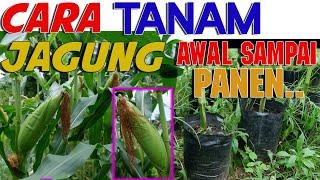 TERBUKTI. CARA TANAM JAGUNG DARI AWAL HINGGA PANEN. HANYA DI POLYBAG