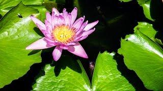 Mindfulness Meditation: : Letting Go, Curiosity, and Mindfulness in Business