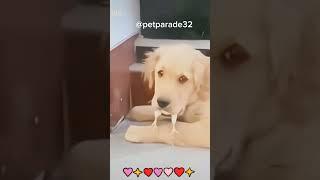 Funny Pets Fun, Funny Shorts #funnypets