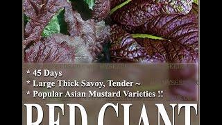 ASIAN RED GIANT MUSTARD SEEDS ~ FOR SALADS A MUST TRY,  SEEDS on  www.MySeeds.Co