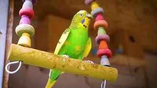 The BEST Budgie Sounds for a Happy Bird