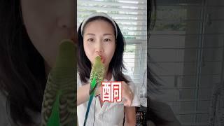 鹦鹉妈妈讲解［什么是酮？］#shorts  #柏格医生dr #berg #parrot #生酮飲食 #keto