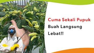 Gak Perlu Lagi Pupuk Berkali-Kali, Cukup Satu Kali dalam 30 Hari! Buah Lebat Terus