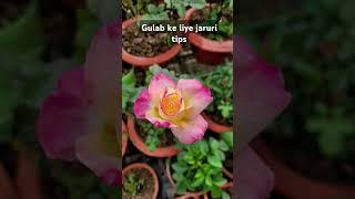 Rose caretips #shortvideo #rosecare #gardening #rosecaretips #garden #rose