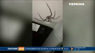 Велетенський павук налякав молоду австралійку
