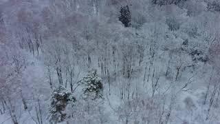 Winter forest 4K flight relaxation