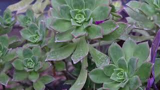 Pinwheel Aeonium Haworthii Royal Horticultural Society's Award of Garden Merit