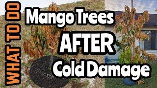 What To Do | Mango Trees After Cold Damage