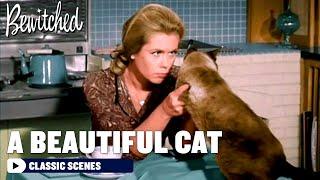 Samantha Turns A Cat Into A Beautiful Model | Bewitched