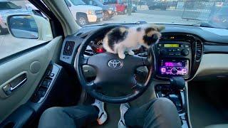 2002 Toyota Highlander Limited ASMR RELAXING POV BABY CAT DRIVING