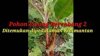 Viral ! Penemuan pohon pisang bercabang 2 dipedalaman Kalimantan Barat, Kab Ketapang Desa Menyumbung