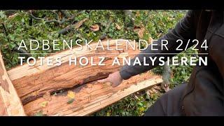 Gefallene alte Buche analysieren (ABK 2/24)