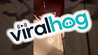 Puppy Chases Her Tail || ViralHog