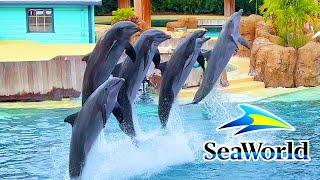 Dolphin Adventures Show SeaWorld Orlando 2023 | SeaWorld Orlando