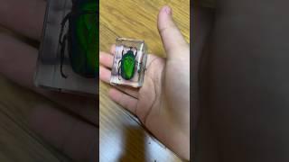 초록 풍뎅이 레진 표본