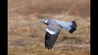 Незабываемый охота на голубя, pigeon hunting