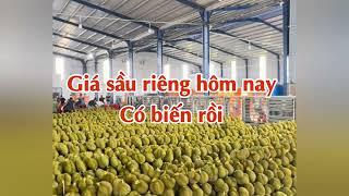 giá sầu riêng hôm nay 11/1/2025 sầu riêng bị ảnh hưởng nặng từ dịch bệnh trung quốc