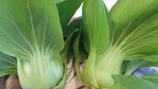 An excellent result of growing Pak Choi without a bed. Recipe "Pak Choi" in sweet and sour sauce