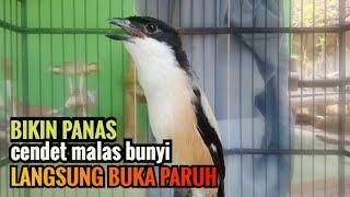 Pancingan Cendet Pagi Siang Sore Biangnya Bikin Cendet Malas Bunyi Langsung Nyaut Emosi Ikutan Bunyi