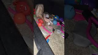 The Ferret Toy Hoarder's Lair