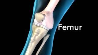 Knee Joint Anatomy - 3D Medical Animation || ABP ©