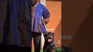 #crowdedempirekennel ️ Zipp Timit Tor / visiting KIMIX ROTTWEILERs +233240559926