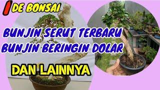 BONSAI BUNJIN SERUT TERBARU BUNJIN BERINGIN DOLAR DAN LAINNYA || IDE BONSAI